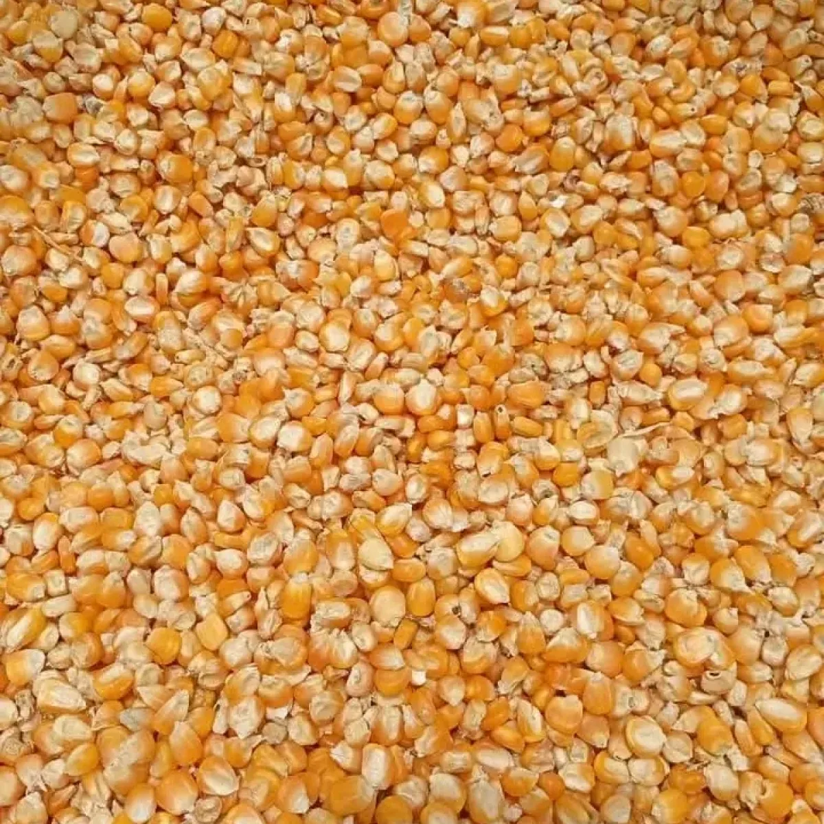 Yellow maize
