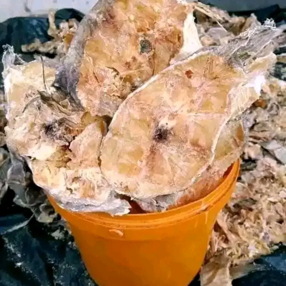 Stock fish